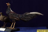 藏品(藍腹鷴)的圖片